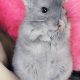 Cuteness Overload: Baby Chinchillas Care Tips & Guide | Baby Care 101: Essential Tips for Happy, Healthy Babies