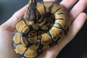 Raising Your First Baby Ball Python: Care & Tips Baby Care 101: Essential Tips for Happy, Healthy Babies Raising Your First Baby Ball Python: Care & Tips | Baby Care 101: Essential Tips for Happy, Healthy Babies