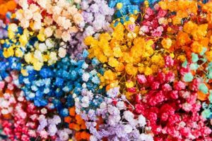 Vibrant Colored Baby's Breath: Designs & Beyond! Baby Care 101: Essential Tips for Happy, Healthy Babies Vibrant Colored Baby's Breath: Designs & Beyond! | Baby Care 101: Essential Tips for Happy, Healthy Babies