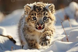 Newborn's Tale: Baby Snow Leopard Chapter 1 Adventures Baby Care 101: Essential Tips for Happy, Healthy Babies Newborn's Tale: Baby Snow Leopard Chapter 1 Adventures | Baby Care 101: Essential Tips for Happy, Healthy Babies