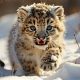 Newborn's Tale: Baby Snow Leopard Chapter 1 Adventures | Baby Care 101: Essential Tips for Happy, Healthy Babies