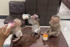 Virtual Baby_Tav B/G: Avatars, Ethics & More Baby Care 101: Essential Tips for Happy, Healthy Babies Virtual Baby_Tav B/G: Avatars, Ethics & More | Baby Care 101: Essential Tips for Happy, Healthy Babies