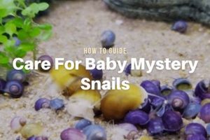 Caring for Tiny Baby Mystery Snails: A Guide! Baby Care 101: Essential Tips for Happy, Healthy Babies Caring for Tiny Baby Mystery Snails: A Guide! | Baby Care 101: Essential Tips for Happy, Healthy Babies