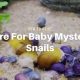 Caring for Tiny Baby Mystery Snails: A Guide! | Baby Care 101: Essential Tips for Happy, Healthy Babies