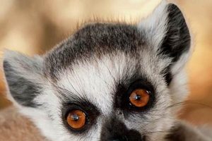 Adorable Baby Lemurs: Care, Growth & Conservation Baby Care 101: Essential Tips for Happy, Healthy Babies Adorable Baby Lemurs: Care, Growth & Conservation | Baby Care 101: Essential Tips for Happy, Healthy Babies