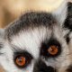 Adorable Baby Lemurs: Care, Growth & Conservation | Baby Care 101: Essential Tips for Happy, Healthy Babies