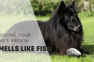 Baby Breath Odor: Why Does My Baby's Breath Smell Like Fish? Guide Baby Care 101: Essential Tips for Happy, Healthy Babies Baby Breath Odor: Why Does My Baby's Breath Smell Like Fish? Guide | Baby Care 101: Essential Tips for Happy, Healthy Babies