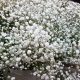 Where to Buy Baby's Breath in Bulk: Best Prices & Tips | Baby Care 101: Essential Tips for Happy, Healthy Babies