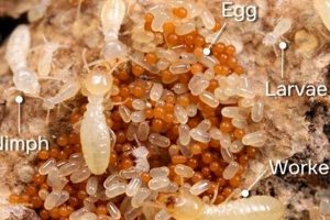 Termite Babies: Protecting Homes From Young Pests! Baby Care 101: Essential Tips for Happy, Healthy Babies Termite Babies: Protecting Homes From Young Pests! | Baby Care 101: Essential Tips for Happy, Healthy Babies