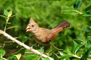 Caring for a Baby Cardinal Bird: Guide & Tips Baby Care 101: Essential Tips for Happy, Healthy Babies Caring for a Baby Cardinal Bird: Guide & Tips | Baby Care 101: Essential Tips for Happy, Healthy Babies