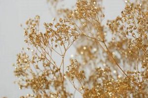 Elevate Bouquets with Shimmering Gold Baby's Breath Trend Baby Care 101: Essential Tips for Happy, Healthy Babies Elevate Bouquets with Shimmering Gold Baby's Breath Trend | Baby Care 101: Essential Tips for Happy, Healthy Babies