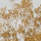 Elevate Bouquets with Shimmering Gold Baby's Breath Trend | Baby Care 101: Essential Tips for Happy, Healthy Babies