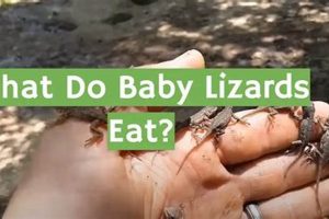 Baby Lizards: What Do Baby Lizards Eat to Thrive? Baby Care 101: Essential Tips for Happy, Healthy Babies Baby Lizards: What Do Baby Lizards Eat to Thrive? | Baby Care 101: Essential Tips for Happy, Healthy Babies