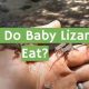 Baby Lizards: What Do Baby Lizards Eat to Thrive? | Baby Care 101: Essential Tips for Happy, Healthy Babies