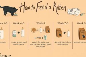 Is Baby Food Safe for Cats? A Guide + Alternatives Baby Care 101: Essential Tips for Happy, Healthy Babies Is Baby Food Safe for Cats? A Guide + Alternatives | Baby Care 101: Essential Tips for Happy, Healthy Babies