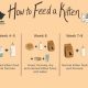 Is Baby Food Safe for Cats? A Guide + Alternatives | Baby Care 101: Essential Tips for Happy, Healthy Babies