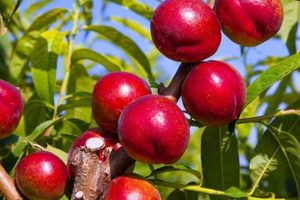 Why Is My Baby Crimson? Decoding Newborn Redness Baby Care 101: Essential Tips for Happy, Healthy Babies Why Is My Baby Crimson? Decoding Newborn Redness | Baby Care 101: Essential Tips for Happy, Healthy Babies