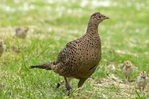 CUTE: Baby Pheasant Survival Tips & Facts Baby Care 101: Essential Tips for Happy, Healthy Babies CUTE: Baby Pheasant Survival Tips & Facts | Baby Care 101: Essential Tips for Happy, Healthy Babies