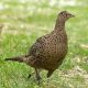 CUTE: Baby Pheasant Survival Tips &amp; Facts | Baby Care 101: Essential Tips for Happy, Healthy Babies