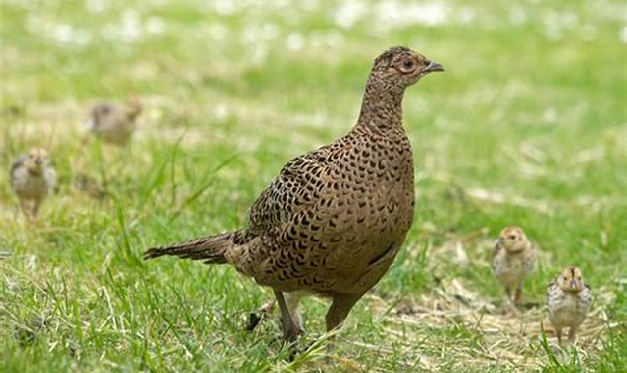 CUTE: Baby Pheasant Survival Tips & Facts Baby Care 101: Essential Tips for Happy, Healthy Babies CUTE: Baby Pheasant Survival Tips & Facts | Baby Care 101: Essential Tips for Happy, Healthy Babies