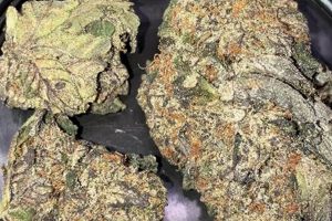 Guide to Baby Blu Strain: Effects, Grow & More! Baby Care 101: Essential Tips for Happy, Healthy Babies Guide to Baby Blu Strain: Effects, Grow & More! | Baby Care 101: Essential Tips for Happy, Healthy Babies