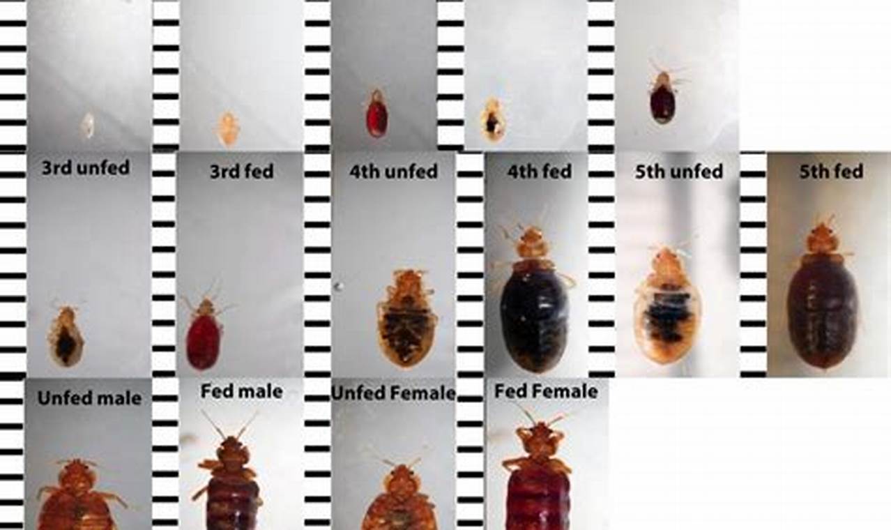 Little Baby Bed Bugs: ID & Control Tips! Baby Care 101: Essential Tips for Happy, Healthy Babies Little Baby Bed Bugs: ID & Control Tips! | Baby Care 101: Essential Tips for Happy, Healthy Babies