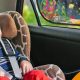 Best Baby Car Window Shade: Sun Protection for Cars! | Baby Care 101: Essential Tips for Happy, Healthy Babies