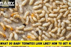 Baby Termites: What Do Termite Larvae Look Like? Baby Care 101: Essential Tips for Happy, Healthy Babies Baby Termites: What Do Termite Larvae Look Like? | Baby Care 101: Essential Tips for Happy, Healthy Babies