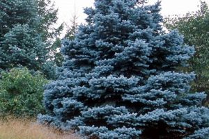 Grow a Beautiful Baby Blue Spruce: Guide & Care Baby Care 101: Essential Tips for Happy, Healthy Babies Grow a Beautiful Baby Blue Spruce: Guide & Care | Baby Care 101: Essential Tips for Happy, Healthy Babies