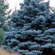 Grow a Beautiful Baby Blue Spruce: Guide & Care | Baby Care 101: Essential Tips for Happy, Healthy Babies