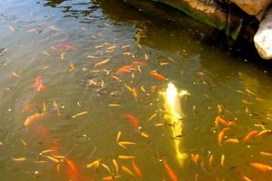 What is Koi Baby Style? + Aesthetic for Babies Baby Care 101: Essential Tips for Happy, Healthy Babies What is Koi Baby Style? + Aesthetic for Babies | Baby Care 101: Essential Tips for Happy, Healthy Babies