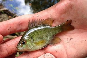 Little Baby Bass: Care, Growth & Survival Baby Care 101: Essential Tips for Happy, Healthy Babies Little Baby Bass: Care, Growth & Survival | Baby Care 101: Essential Tips for Happy, Healthy Babies