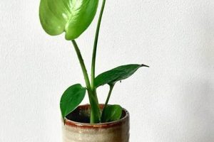 Caring for Your Baby Monstera: A Complete Guide Baby Care 101: Essential Tips for Happy, Healthy Babies Caring for Your Baby Monstera: A Complete Guide | Baby Care 101: Essential Tips for Happy, Healthy Babies