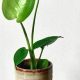 Caring for Your Baby Monstera: A Complete Guide | Baby Care 101: Essential Tips for Happy, Healthy Babies
