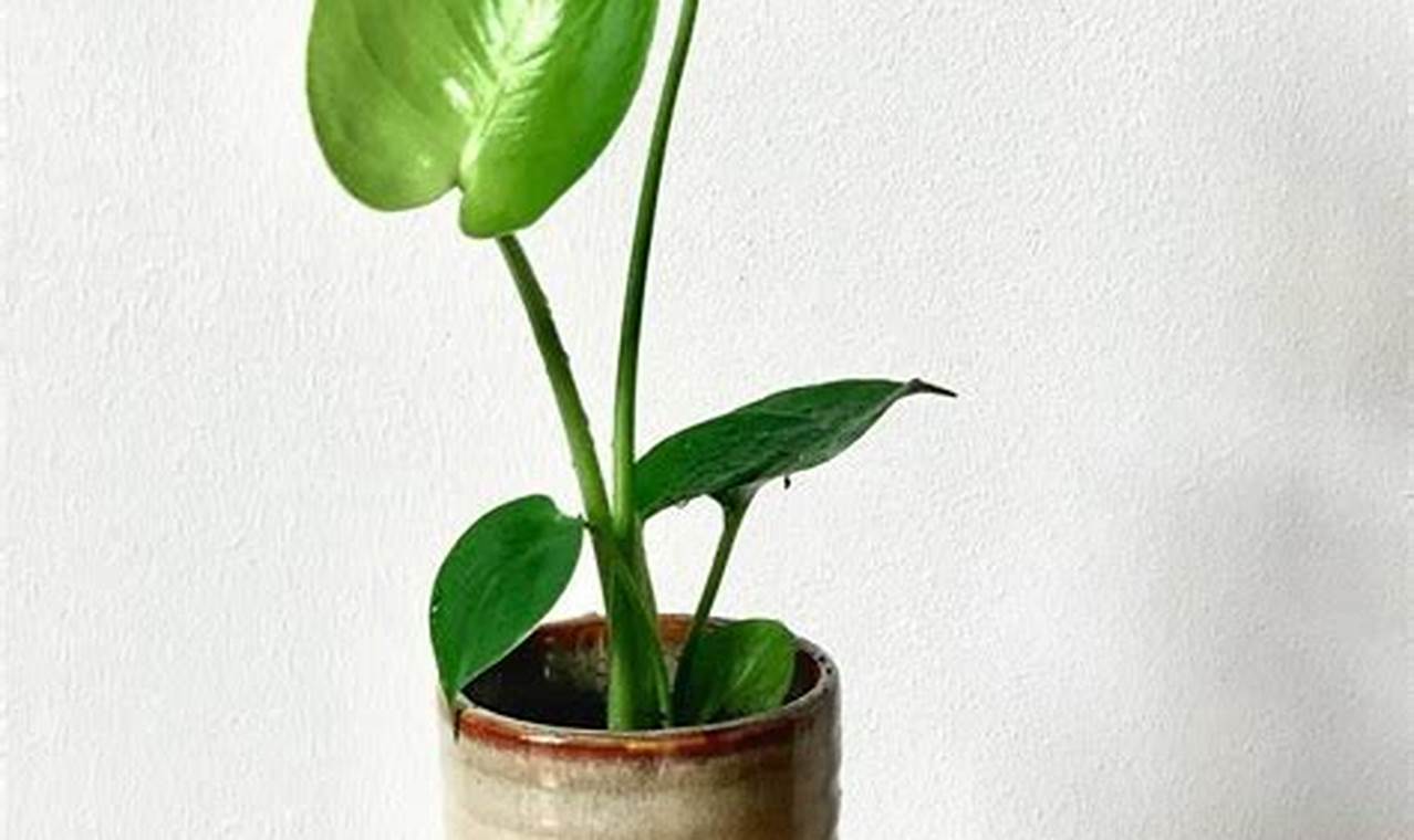 Caring for Your Baby Monstera: A Complete Guide Baby Care 101: Essential Tips for Happy, Healthy Babies Caring for Your Baby Monstera: A Complete Guide | Baby Care 101: Essential Tips for Happy, Healthy Babies