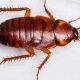 What are Baby Roaches? Nymph ID & Control Tips | Baby Care 101: Essential Tips for Happy, Healthy Babies