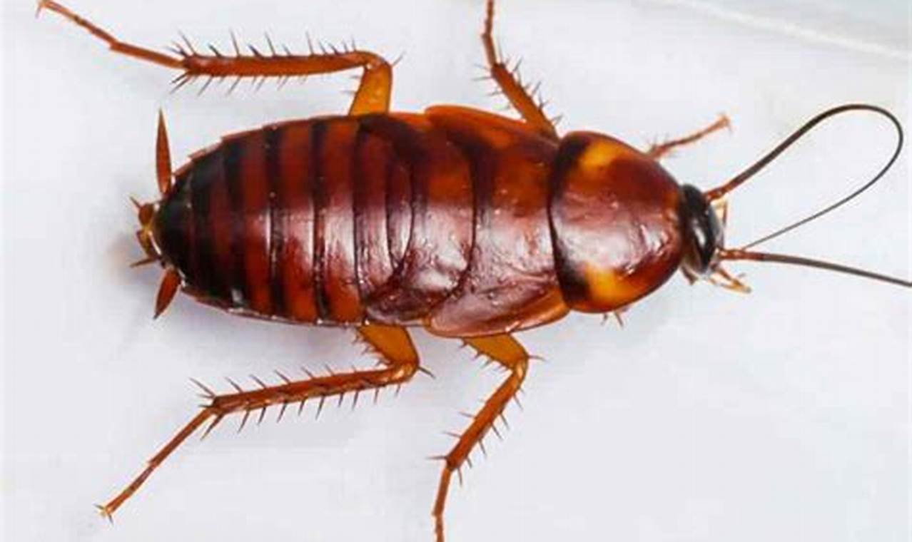 What are Baby Roaches? Nymph ID & Control Tips Baby Care 101: Essential Tips for Happy, Healthy Babies What are Baby Roaches? Nymph ID & Control Tips | Baby Care 101: Essential Tips for Happy, Healthy Babies