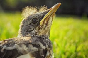 Tiny Baby Mockingbird: Care, Sounds & More! Baby Care 101: Essential Tips for Happy, Healthy Babies Tiny Baby Mockingbird: Care, Sounds & More! | Baby Care 101: Essential Tips for Happy, Healthy Babies