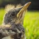 Tiny Baby Mockingbird: Care, Sounds & More! | Baby Care 101: Essential Tips for Happy, Healthy Babies