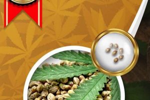 Best Baby Joker Strain: Grow & Effects Guide Baby Care 101: Essential Tips for Happy, Healthy Babies Best Baby Joker Strain: Grow & Effects Guide | Baby Care 101: Essential Tips for Happy, Healthy Babies