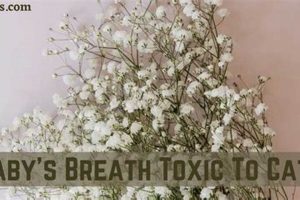Cat Safety: Is Baby's Breath Safe for Cats? Floral Guide Baby Care 101: Essential Tips for Happy, Healthy Babies Cat Safety: Is Baby's Breath Safe for Cats? Floral Guide | Baby Care 101: Essential Tips for Happy, Healthy Babies