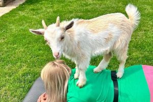 Tiny & Playful: Baby Goat Yoga for Stress Relief! Baby Care 101: Essential Tips for Happy, Healthy Babies Tiny & Playful: Baby Goat Yoga for Stress Relief! | Baby Care 101: Essential Tips for Happy, Healthy Babies
