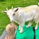 Tiny &amp; Playful: Baby Goat Yoga for Stress Relief! | Baby Care 101: Essential Tips for Happy, Healthy Babies
