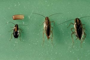 Tiny Terror: Baby German Cockroach Control Guide Baby Care 101: Essential Tips for Happy, Healthy Babies Tiny Terror: Baby German Cockroach Control Guide | Baby Care 101: Essential Tips for Happy, Healthy Babies