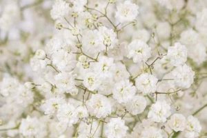 Buy Wholesale Baby's Breath Flowers: Bulk Deals! Baby Care 101: Essential Tips for Happy, Healthy Babies Buy Wholesale Baby's Breath Flowers: Bulk Deals! | Baby Care 101: Essential Tips for Happy, Healthy Babies