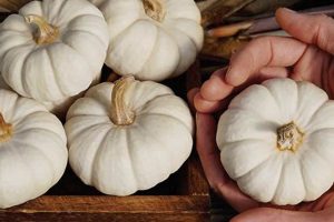 Mini Decor: Grow & Style Baby Boo Pumpkins! Baby Care 101: Essential Tips for Happy, Healthy Babies Mini Decor: Grow & Style Baby Boo Pumpkins! | Baby Care 101: Essential Tips for Happy, Healthy Babies