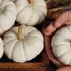 Mini Decor: Grow & Style Baby Boo Pumpkins! | Baby Care 101: Essential Tips for Happy, Healthy Babies