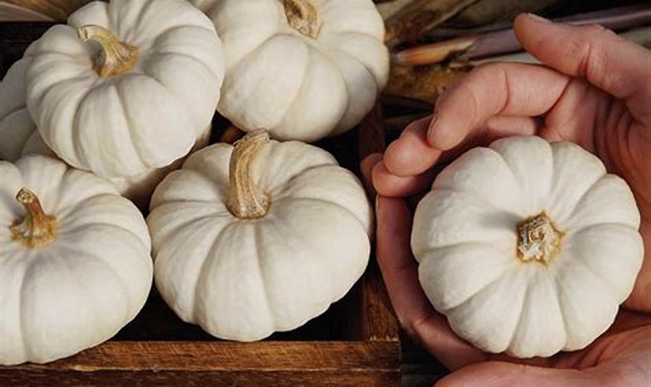 Mini Decor: Grow & Style Baby Boo Pumpkins! Baby Care 101: Essential Tips for Happy, Healthy Babies Mini Decor: Grow & Style Baby Boo Pumpkins! | Baby Care 101: Essential Tips for Happy, Healthy Babies