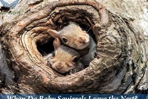 Baby Squirrels: When Do They Leave The Nest & Thrive? Baby Care 101: Essential Tips for Happy, Healthy Babies Baby Squirrels: When Do They Leave The Nest & Thrive? | Baby Care 101: Essential Tips for Happy, Healthy Babies