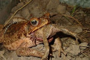 Feeding Baby Toads: What Do Toadlets Eat? Guide Safem Fabrication - Precision Engineering & Custom Manufacturing Solutions Feeding Baby Toads: What Do Toadlets Eat? Guide | Safem Fabrication - Precision Engineering & Custom Manufacturing Solutions